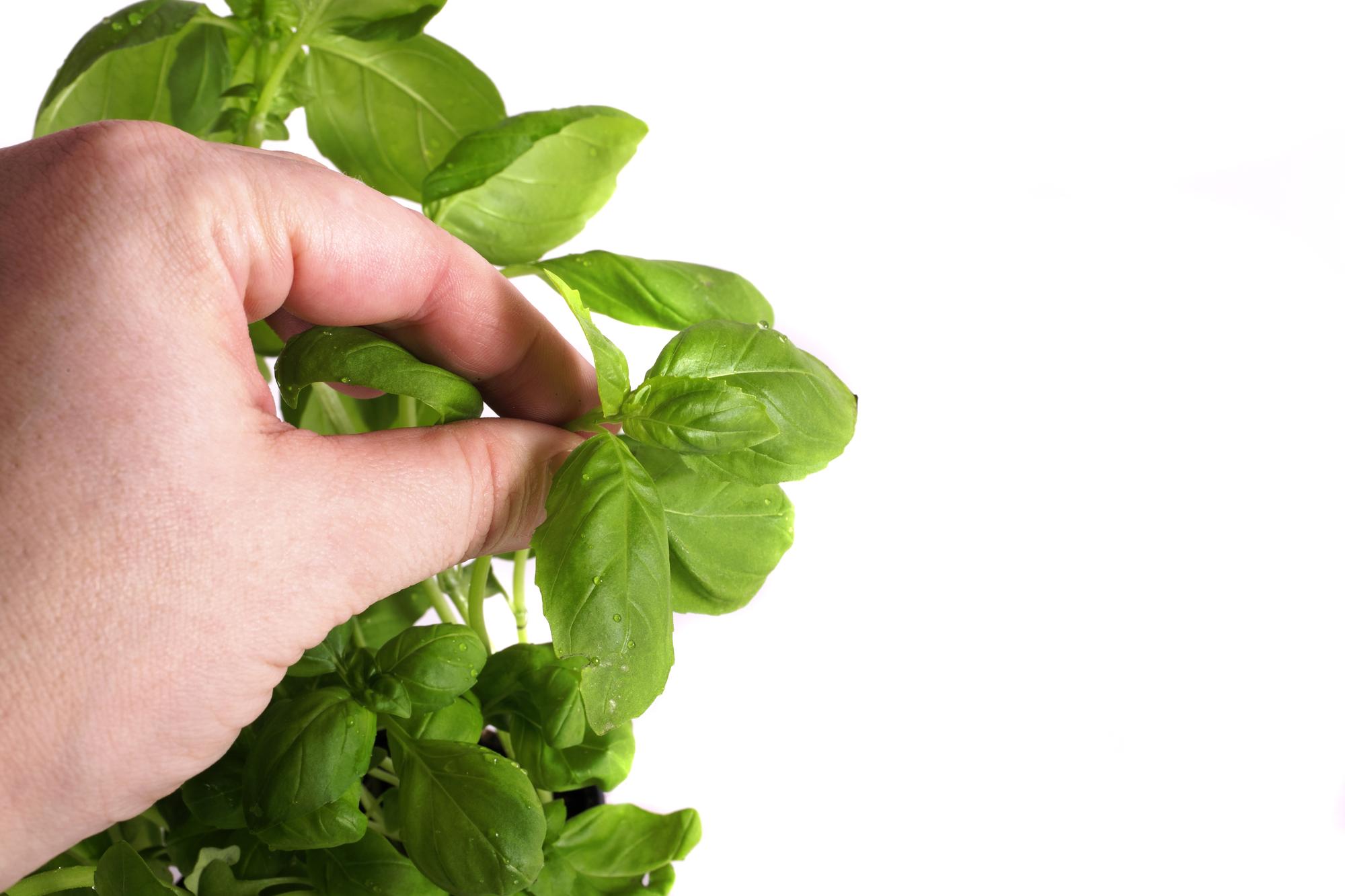 Hands tearing fresh basil
